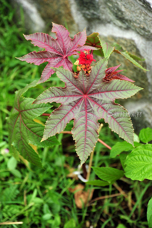 蓖麻/蓖麻属植物